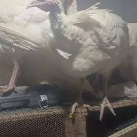 bik 6 gigant induk juje