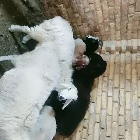 goyun goclar saglyk inek