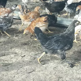 товук жуйже