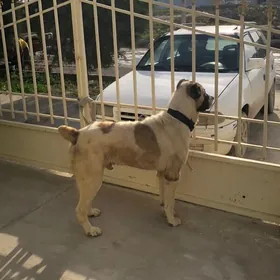 Turkmen alabay ıt gujık