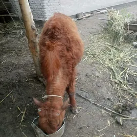 5 aylyk okuz sort mal