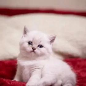 шотландцы колор поинт