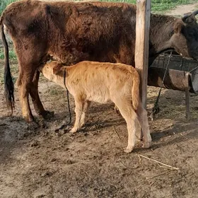 голлели сигир