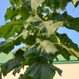 pawlownya  павловния