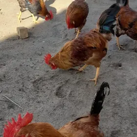 Horaz bar 10 sany 8 aýlyk