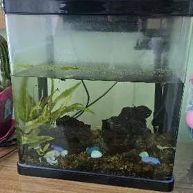 Аквариум для рыбок (19л)