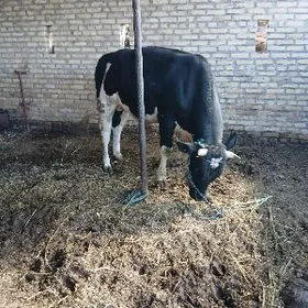 ÇORNY PIÝOSDYR OKUZ.