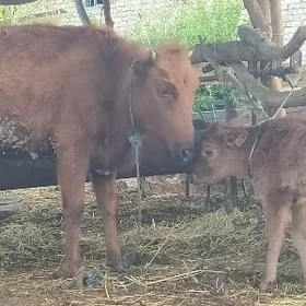 саглык сыгыр