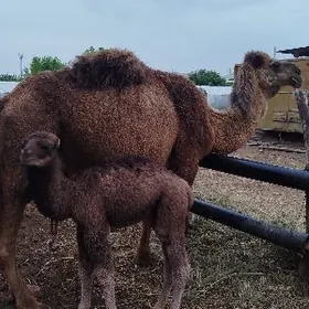 uly kosekli duye 5 garny