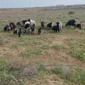 owlakly geçi cewis guzly goyun