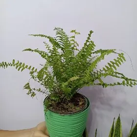 ПАПОРОТНИК 🪴