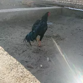 бойцовые петухи