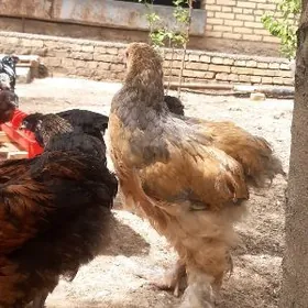 брама жуйжелер