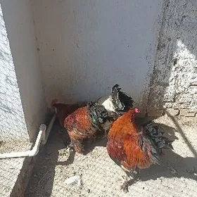 болгарский хораз