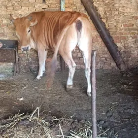 2 yaşan baklygy tuve