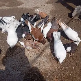 израильские почтовые голуби