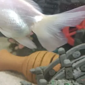 большая золотая рыбка