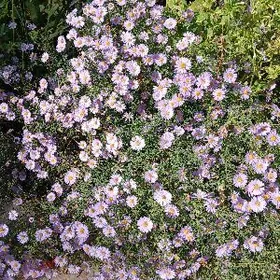 Änew polelitka 4-kom 2-et