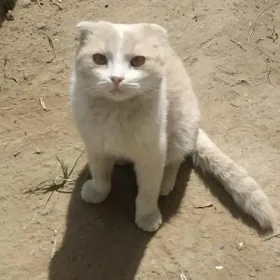 в добрые руки