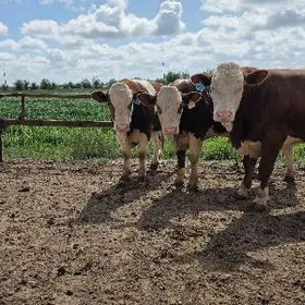 Симентал окизлер