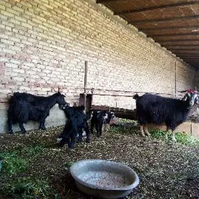 Geçiler Tohum Ýaş Ekiz Owlakly