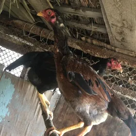 Вьетнам товуклар