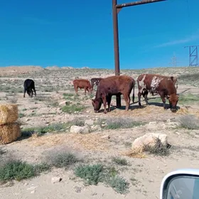 satlyk okizler we sygyrlar