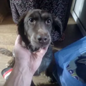 отдам в добрые руки