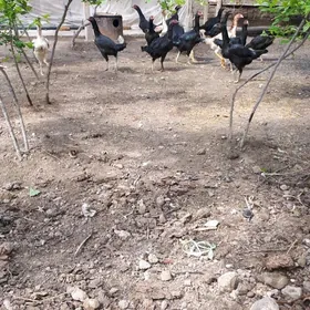 баес  товуклар  сагдын