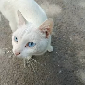 потеряла породистый