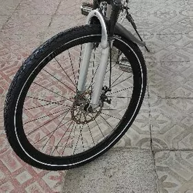 Skorostnoý 26-lyk tigir