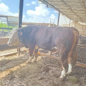 сментал окуз