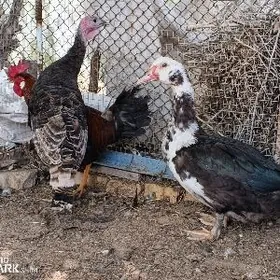 İnduk we İndubutka