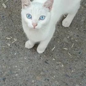 Белок, 6 мес