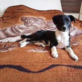 отдам щенка в добрые руки