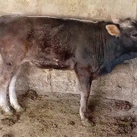 ARGINAL ŞWES ÖKÜZ