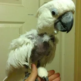 Мини приют для попугаев