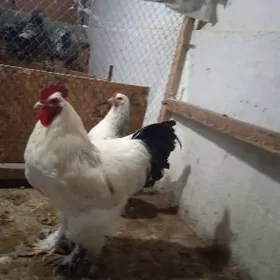 haraz brama Orpington