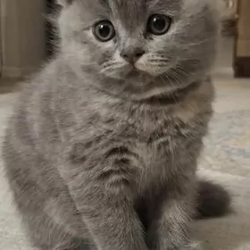 вислоухий котенок ‍