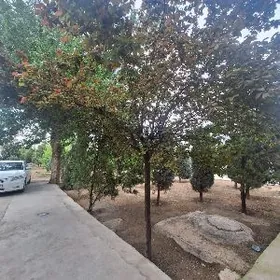 Ak altyn arkasy 1nji  e 2 kom