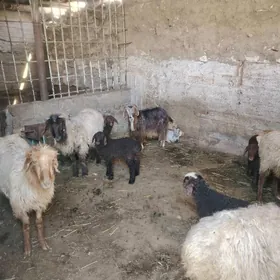 Erkeç owlakly geçi