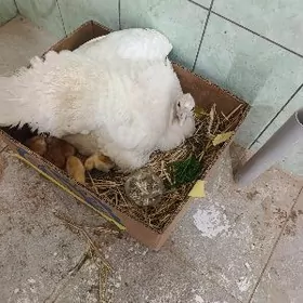 kürkü çykan induk