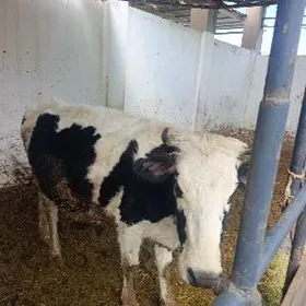 galşteýin bogaz sygyr.