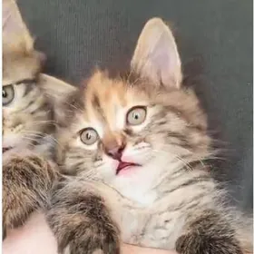 Домашний котенок