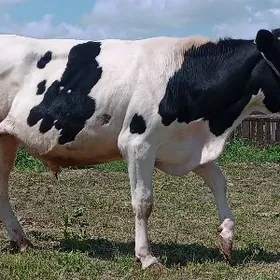 голштейн окуз