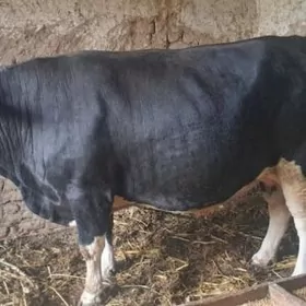 paroda ökuz ESTONISKI