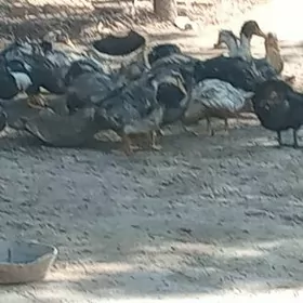 ordek gak gak baha 70 TM G