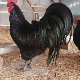 АВСРОЛОРП жуйже сатлык