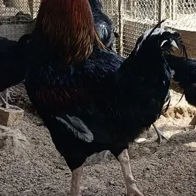 Jersiskiý gigant yumurtga