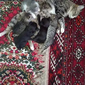 PiPiPişikler poroda